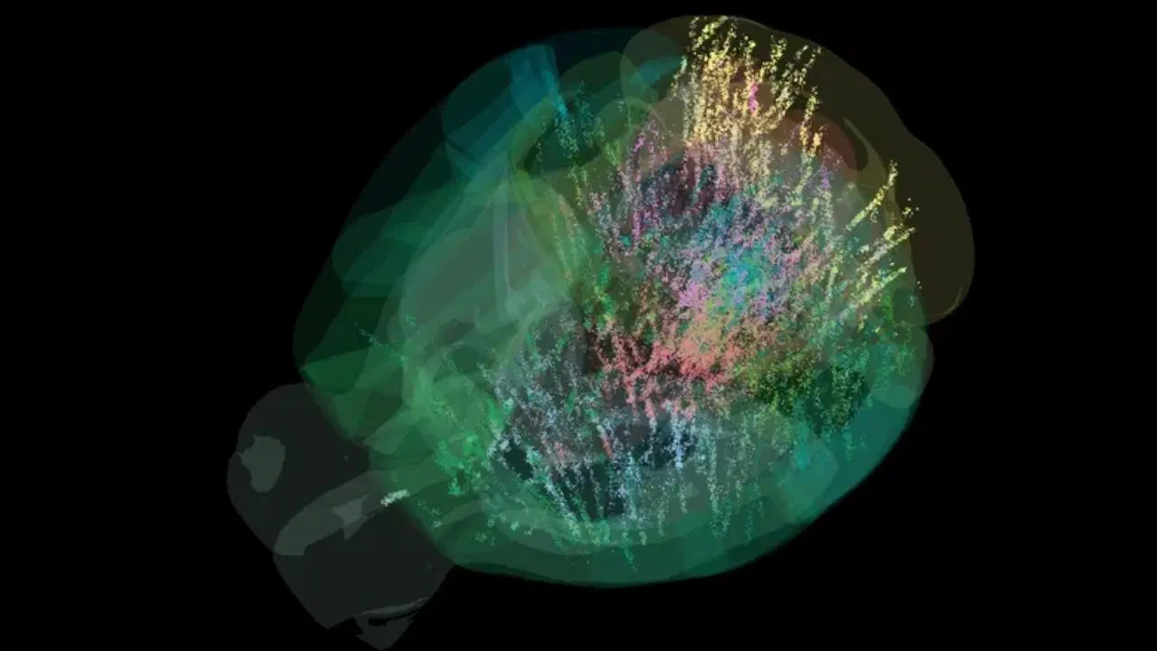 beyin aktivitesinin tam haritasi ilk kez cikarildi karar verme sureci sandigimizdan cok daha karmasik rFz1t7in