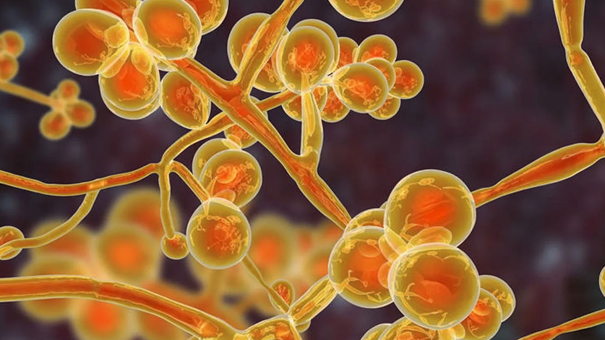 candida auris mantari vakalarinda artis yasaniyor ytvZkRzN