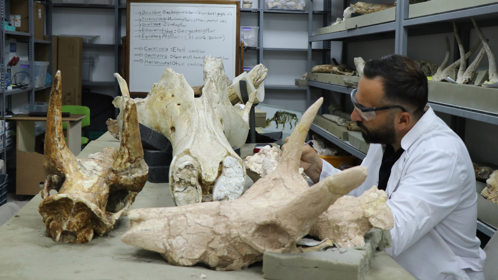 kayseride tarihi kesif 77 milyon yillik 3 fil kafatasi bulundu bjirVQzk