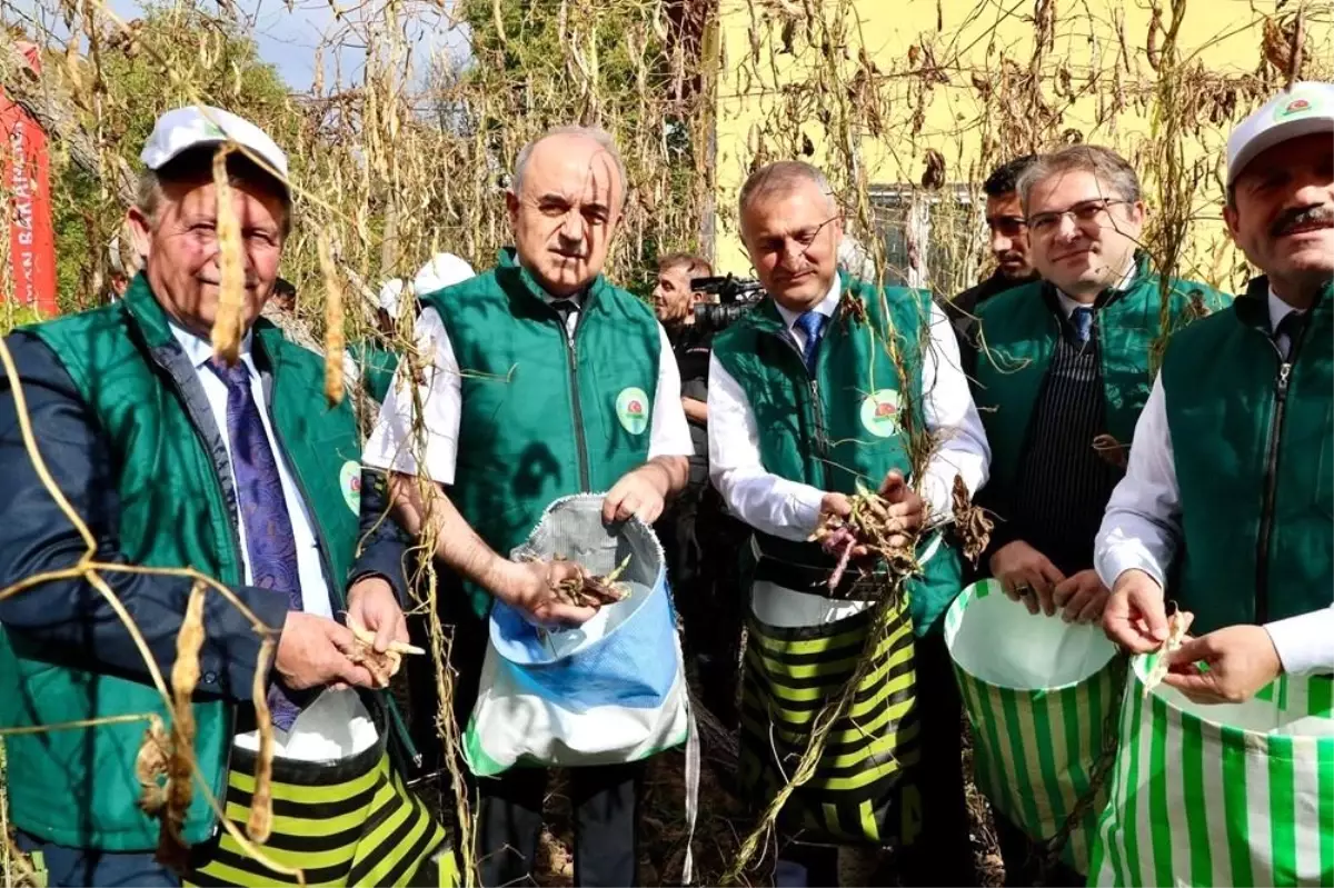 akkus seker fasulyesinin 5 hasadi gerceklestirildi J2HBalnC.jpg