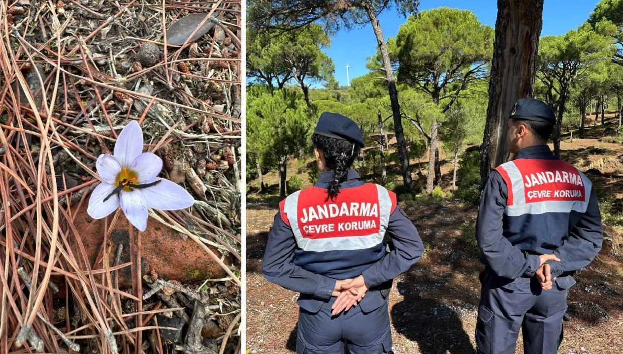 bu cicegi koparmanin cezasi 557 bin tl VSiqHqpx