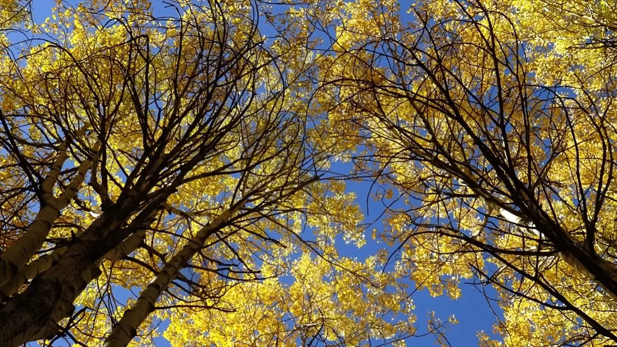 sonbahar renkleri sarikamista jUxhg59C