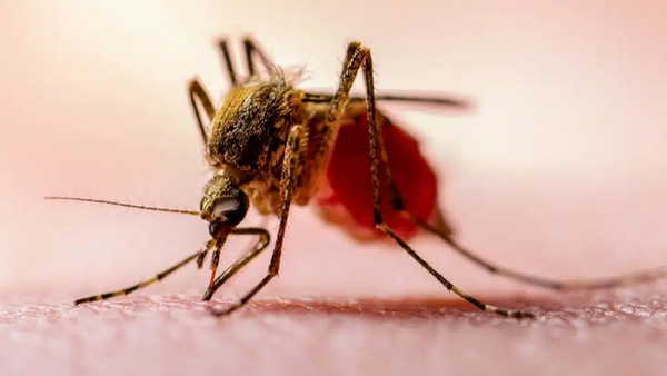 Türkiye’de Sıtma Tehlikesi Devam Ediyor: Uzmanlardan Seyahat Uyarısı!